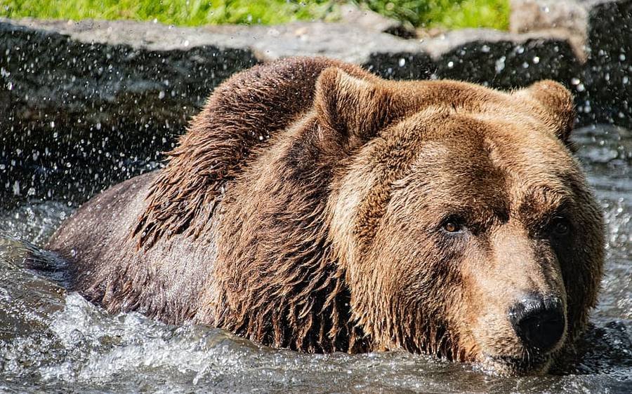 El oso ruso: ¿por qué es el "símbolo" del país?