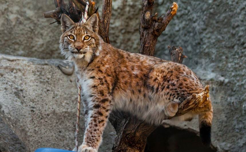 Zoológico de Moscú, Conoce el gran Zoológico de Moscú (Parque Zoológico Moskovsky)